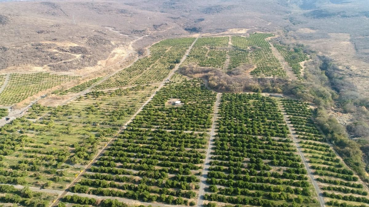 Vista panorámica de huerta