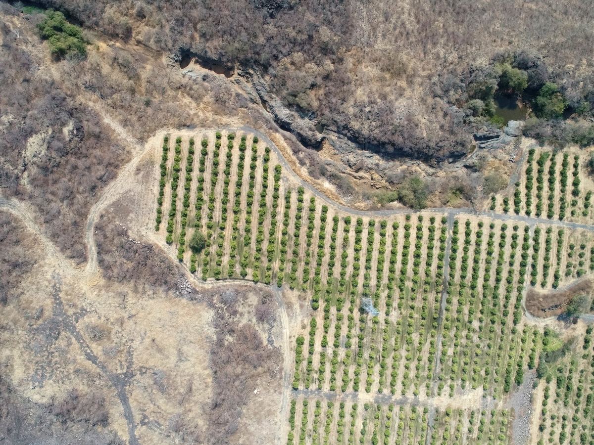 Huerta de limón junto a río, vista aérea zona montañosa