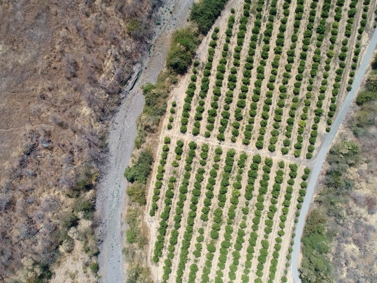 Líneas de árboles de limón vista aérea